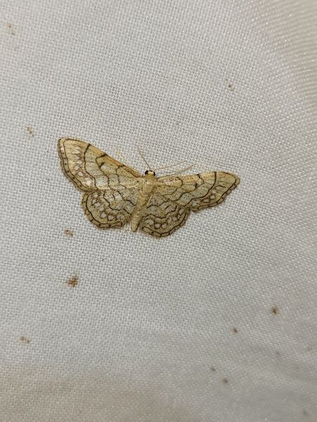 Idaea moniliata  - Thomas Lux