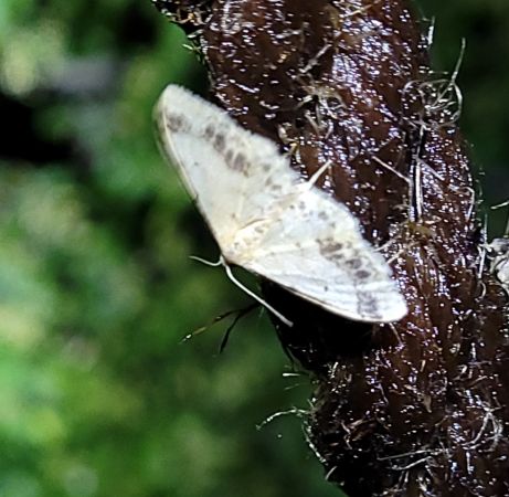 Idaea trigeminata  - Thomas Lux