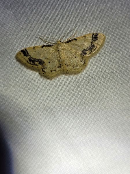 Idaea trigeminata  - Thomas Lux