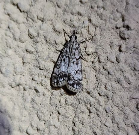 Eudonia lacustrata  - Thomas Lux