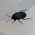 Aellopus atratus  - Thomas Lux