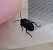 Aellopus atratus  - Thomas Lux