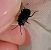 Aellopus atratus  - Thomas Lux