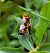 Eurydema dominulus  - Thomas Lux