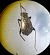 Orthocephalus coriaceus 