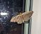 Philereme transversata 