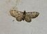 Pasiphila chloerata  - Thomas Lux