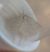 Scopula ternata  - Thomas Lux
