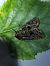 Lacanobia thalassina  - Thomas Lux