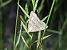 Herminia tarsicrinalis 