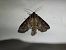 Polia bombycina  - Thomas Lux