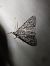 Acronicta aceris  - Thomas Lux