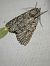 Acronicta aceris  - Thomas Lux