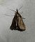 Hypochalcia ahenella  - Thomas Lux