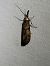 Hypochalcia ahenella  - Thomas Lux