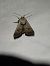Hoplodrina respersa  - Thomas Lux