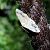 Idaea trigeminata  - Thomas Lux