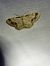 Idaea trigeminata  - Thomas Lux