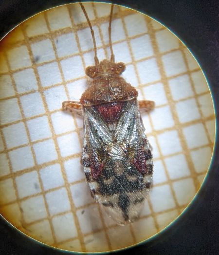 Rhopalus subrufus 