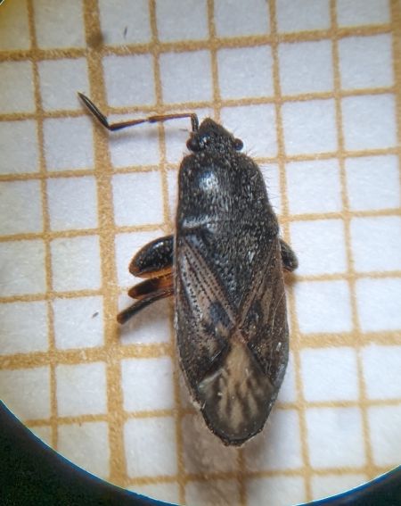 Megalonotus sabulicola 