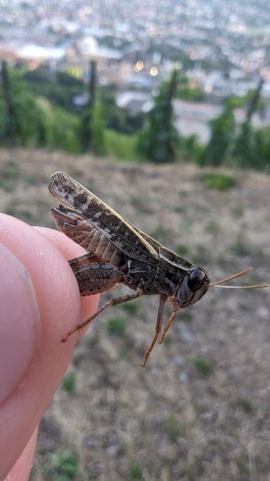Caloptène italien 