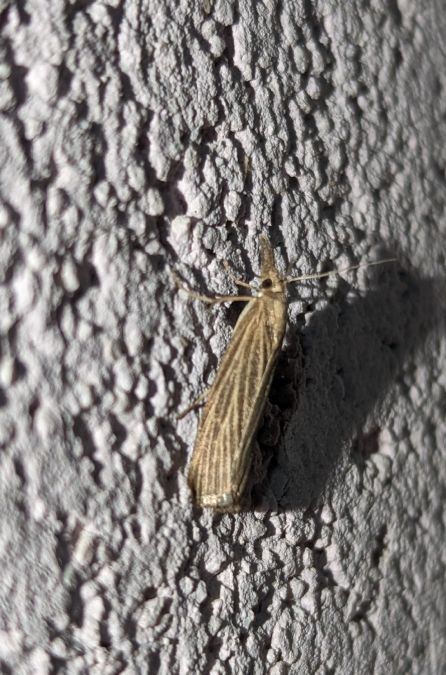 Pediasia luteella 