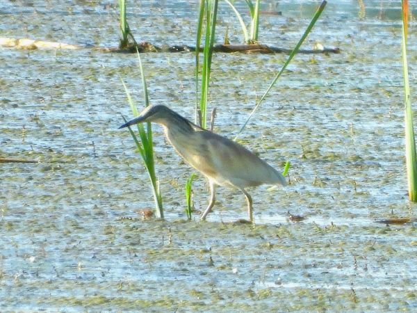 Squacco Heron  - Anna Szotek