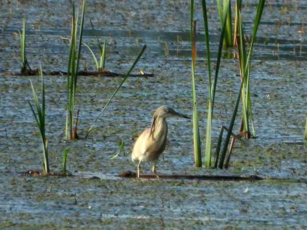 Squacco Heron  - Anna Szotek