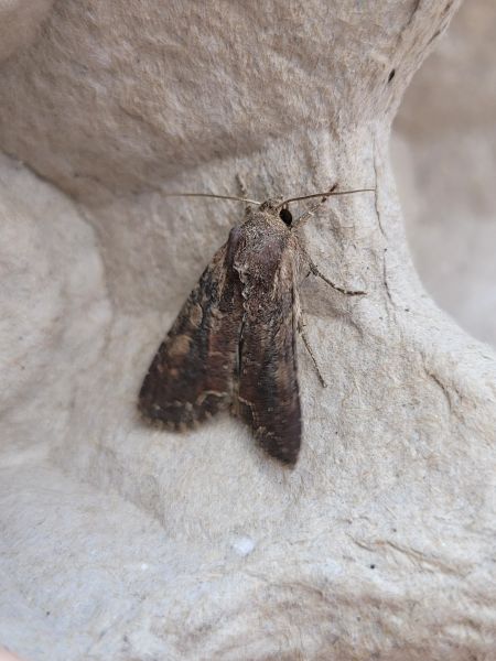 Lacanobia suasa  - Thomas Lux