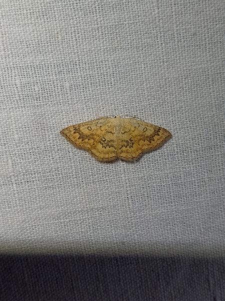 Cyclophora annularia  - Sylvain Lethuillier