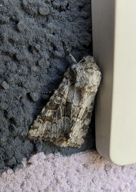 Hecatera bicolorata 