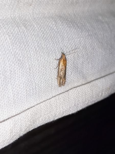 Eucosma cana  - Sylvain Lethuillier