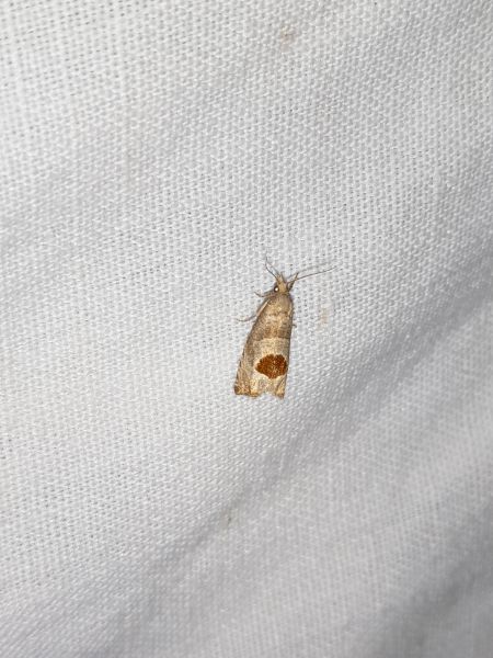 Notocelia uddmanniana  - Sylvain Lethuillier