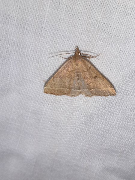 Zanclognatha zelleralis  - Sylvain Lethuillier