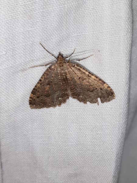 Triphosa dubitata  - Sylvain Lethuillier