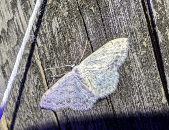 Scopula marginepunctata 