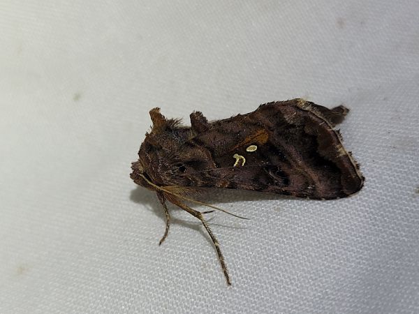 Autographa pulchrina  - Thomas Lux