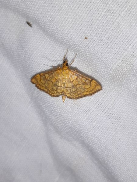 Anania verbascalis  - Sylvain Lethuillier