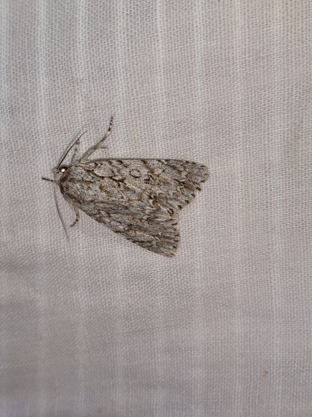 Acronicta aceris  - Sylvain Lethuillier