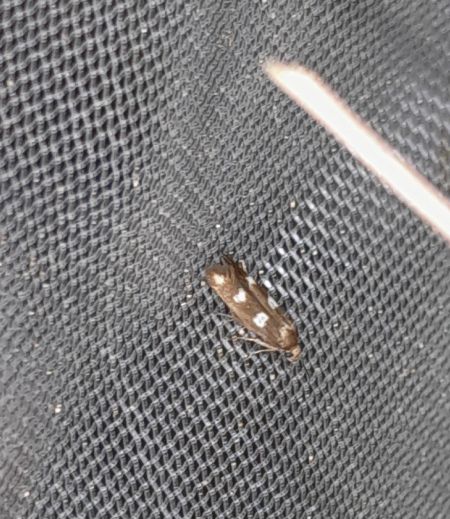 Scythris scopolella  - Sylvain Lethuillier