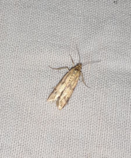 Homoeosoma sinuella  - Sylvain Lethuillier