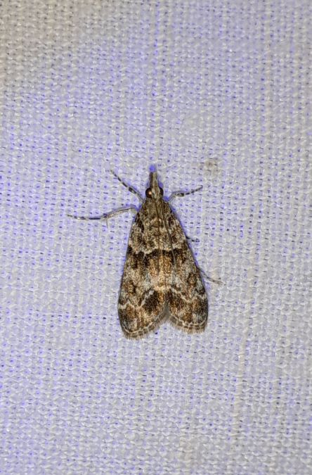 Eudonia mercurella  - Sylvain Lethuillier