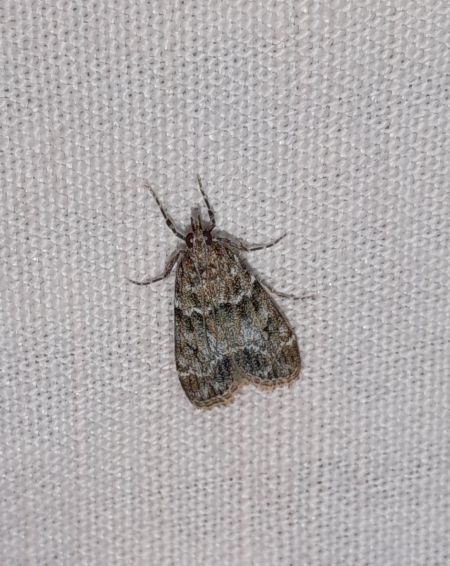 Eudonia mercurella  - Sylvain Lethuillier