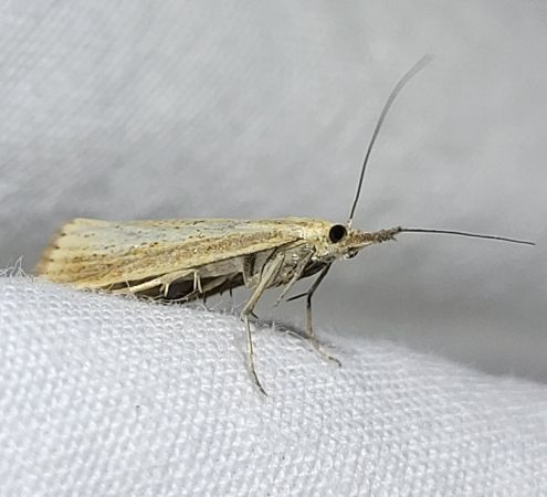 Agriphila straminella  - Thomas Lux