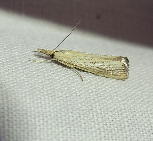 Agriphila straminella  - Thomas Lux
