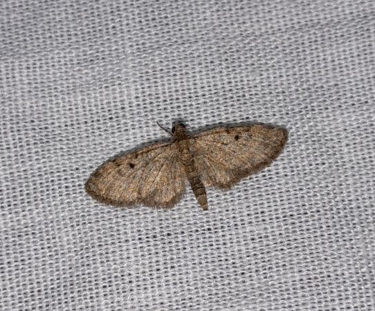 Eupithecia selinata  - Sylvain Lethuillier
