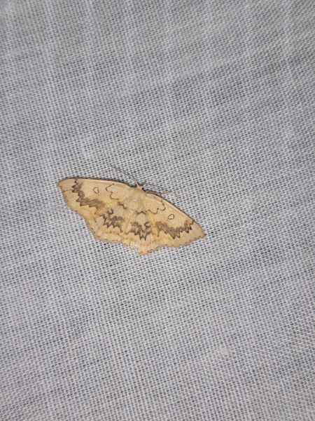 Cyclophora annularia  - Sylvain Lethuillier