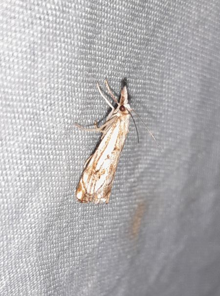 Catoptria falsella  - Sylvain Lethuillier