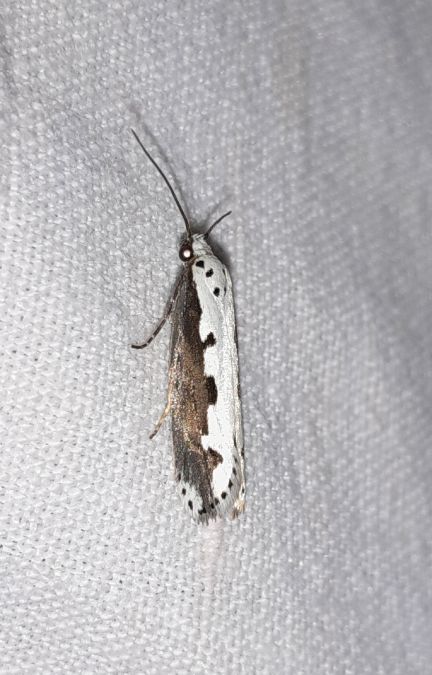 Ethmia bipunctella  - Sylvain Lethuillier