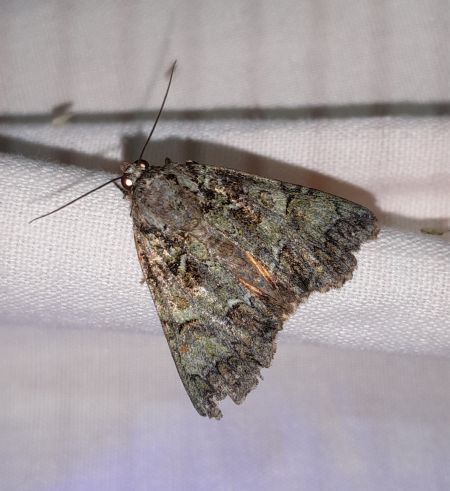 Polyphaenis sericata  - Sylvain Lethuillier